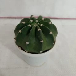 CGASPL Plants Echinopsis Subdenudata Non-Grafted Cactus
