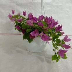 CGASPL Plants Bougainvillea Green Hanging Flower Plant