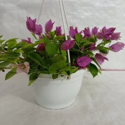 CGASPL Plants Bougainvillea Green Hanging Flower Plant