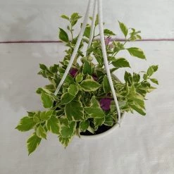 CGASPL Bougainvillea Variegated Hanging Flower Plant