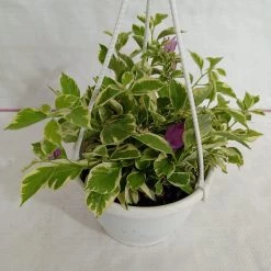 CGASPL Bougainvillea Variegated Hanging Flower Plant