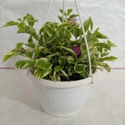 CGASPL Bougainvillea Variegated Hanging Flower Plant