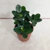 CGASPL Plants Ficus Island Dwarf Green Color Plant 1 CGASPL Plants Ficus Island Dwarf Green Color Plant