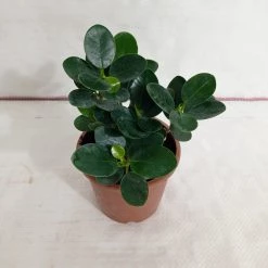 CGASPL Plants Ficus Island Dwarf Green Color Plant
