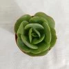 CGASPL Plants Echeveria Green Spoon Small Succulent Plant