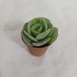CGASPL Plants Echeveria Green Spoon Small Succulent Plant