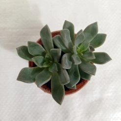 CGASPL Plants Echeveria Blue Prince Small Succulent Plant