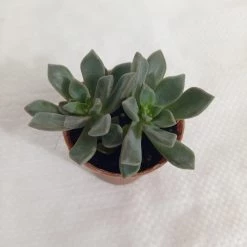 CGASPL Plants Echeveria Blue Prince Small Succulent Plant