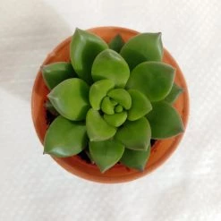 CGASPL Sedum Alice Evans Small Succulent Plant