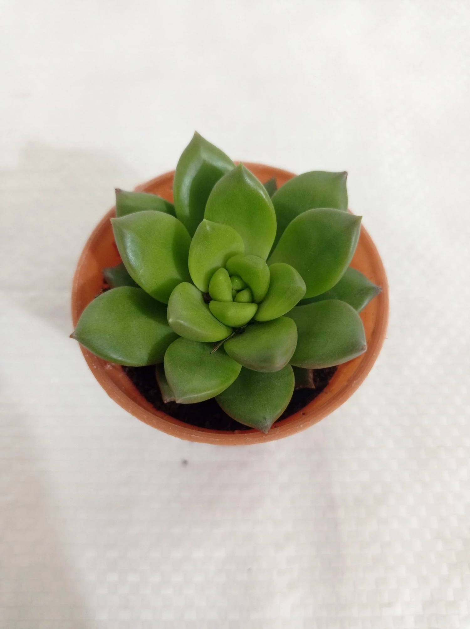 CGASPL Sedum Alice Evans Small Succulent Plant 4 CGASPL Sedum Alice Evans Small Succulent Plant