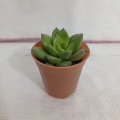 CGASPL Sedum Alice Evans Small Succulent Plant 7 CGASPL Sedum Alice Evans Small Succulent Plant