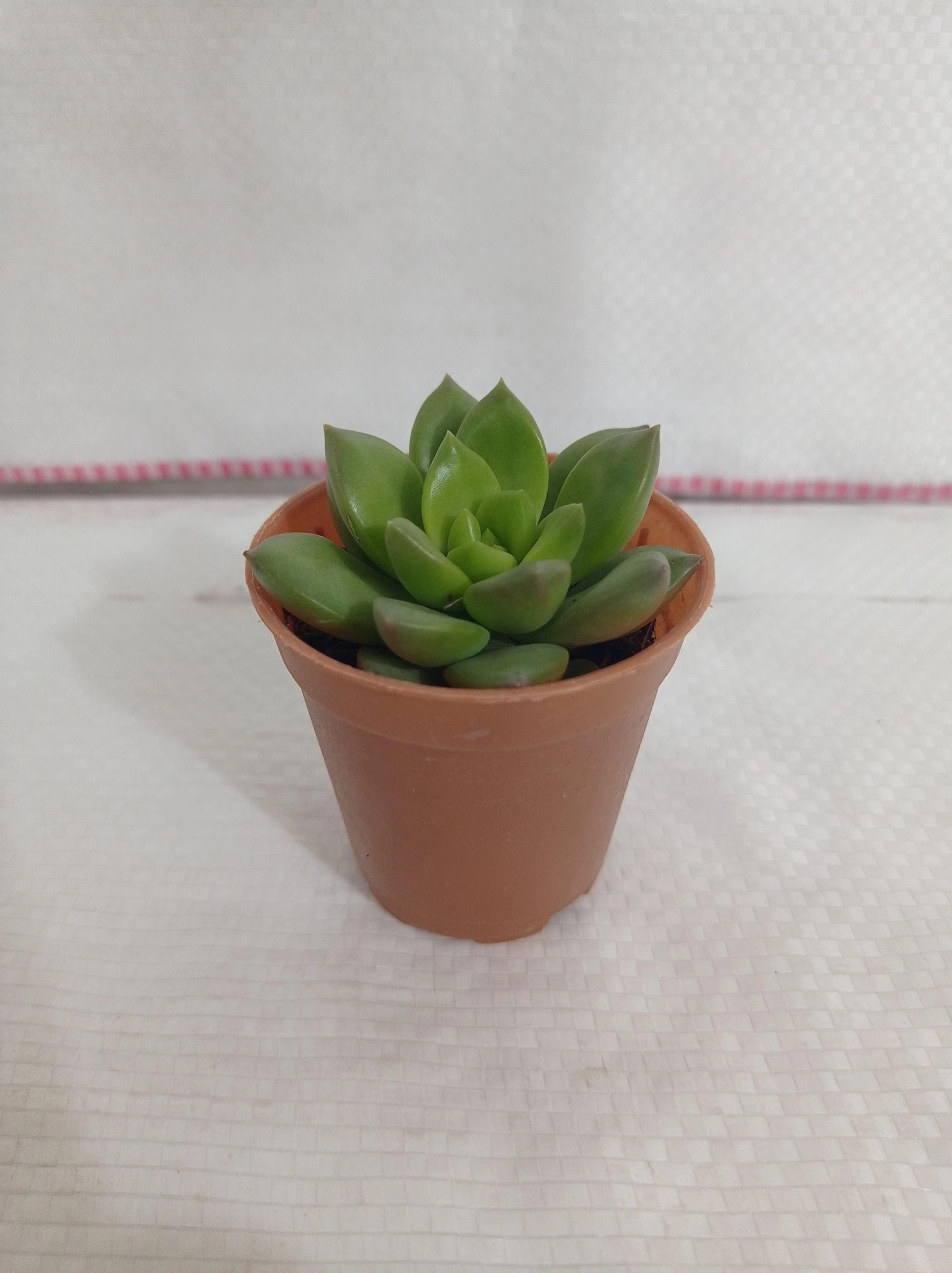 CGASPL Sedum Alice Evans Small Succulent Plant 5 CGASPL Sedum Alice Evans Small Succulent Plant