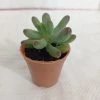 CGASPL Plants Sedum Pachyphyllum Small Succulent Plant