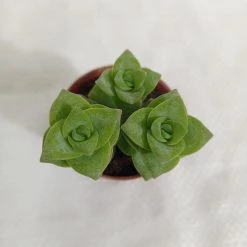 CGASPL Plants Crassula Perforata Green Ivory Towers Small Succulent Plant