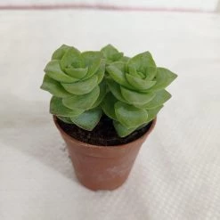 CGASPL Plants Crassula Perforata Green Ivory Towers Small Succulent Plant
