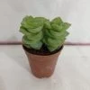CGASPL Plants Crassula Perforata Green Ivory Towers Small Succulent Plant