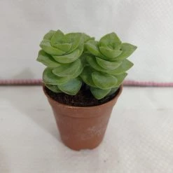 CGASPL Plants Crassula Perforata Green Ivory Towers Small Succulent Plant