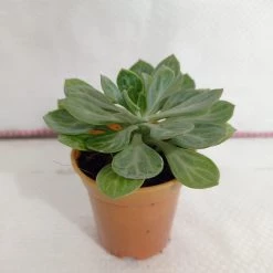 CGASPL Plants Senecio Obovatus Small Succulent Plant