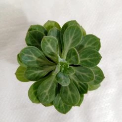 CGASPL Plants Senecio Obovatus Small Succulent Plant