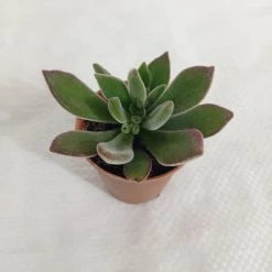 CGASPL Echeveria Pulvinata 'Ruby' (Chenille Plant) Succulent Plant Plants