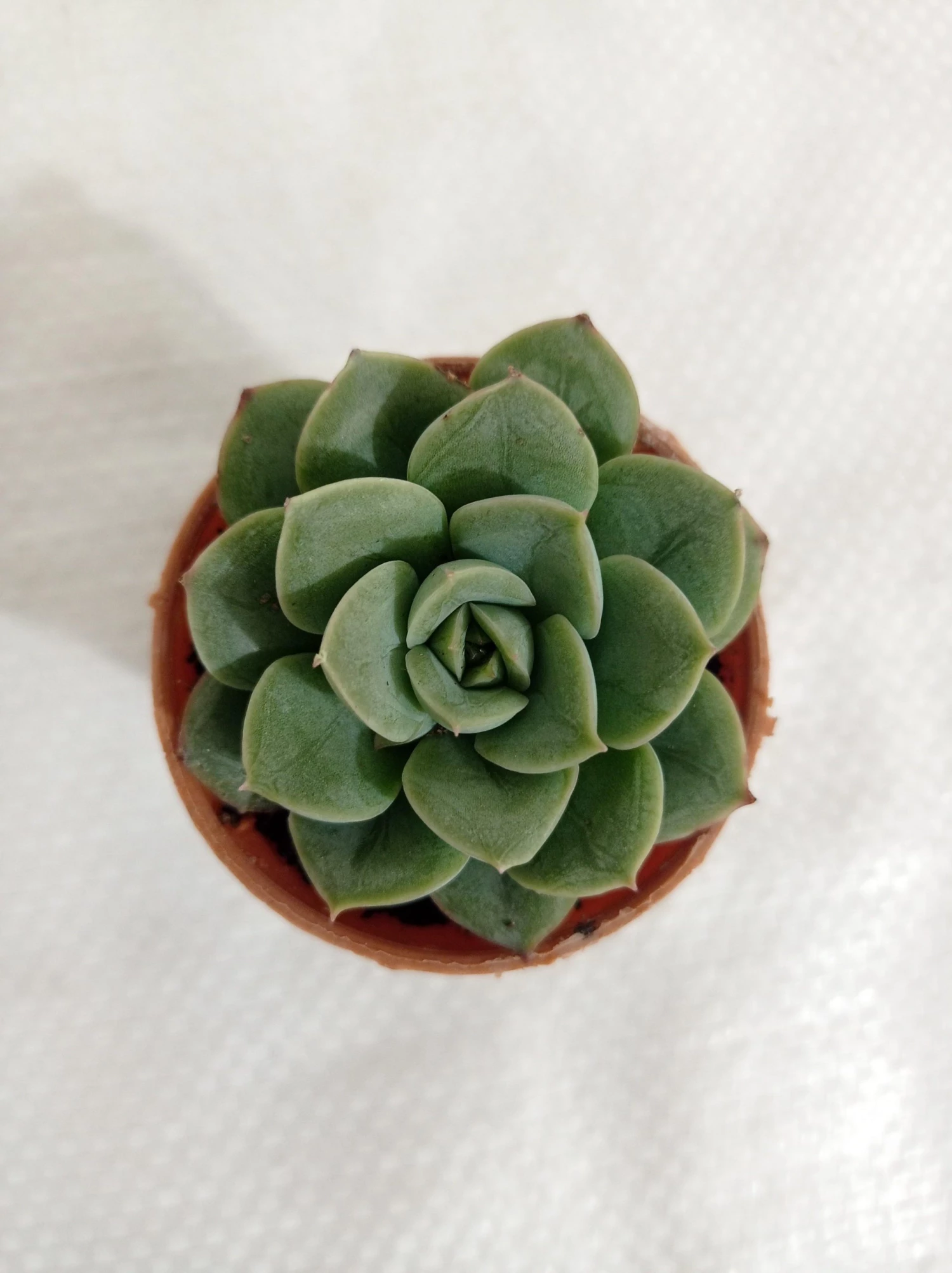 CGASPL Sedeveria Green Rose Small Succulent Plant Plants 3 CGASPL Sedeveria Green Rose Small Succulent Plant Plants