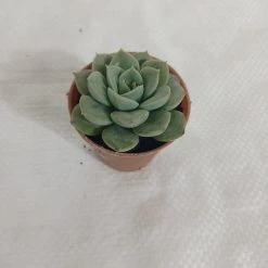 CGASPL Sedeveria Green Rose Small Succulent Plant Plants