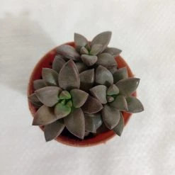 CGASPL Sedum Sorrento Small Succulent Plant Plants