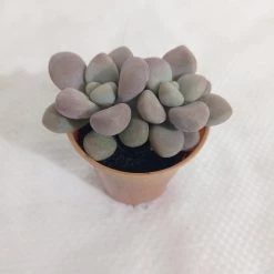 CGASPL Plants Pachyveria Oviferum Roseum (Moonstones) Small Succulent Plant