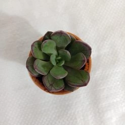 CGASPL Echeveria Nodulosa (Painted Echeveria) Small Succulent Plant