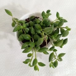 CGASPL Plants String Of Tears (Senecio Herreianus) Small Succulent Plant