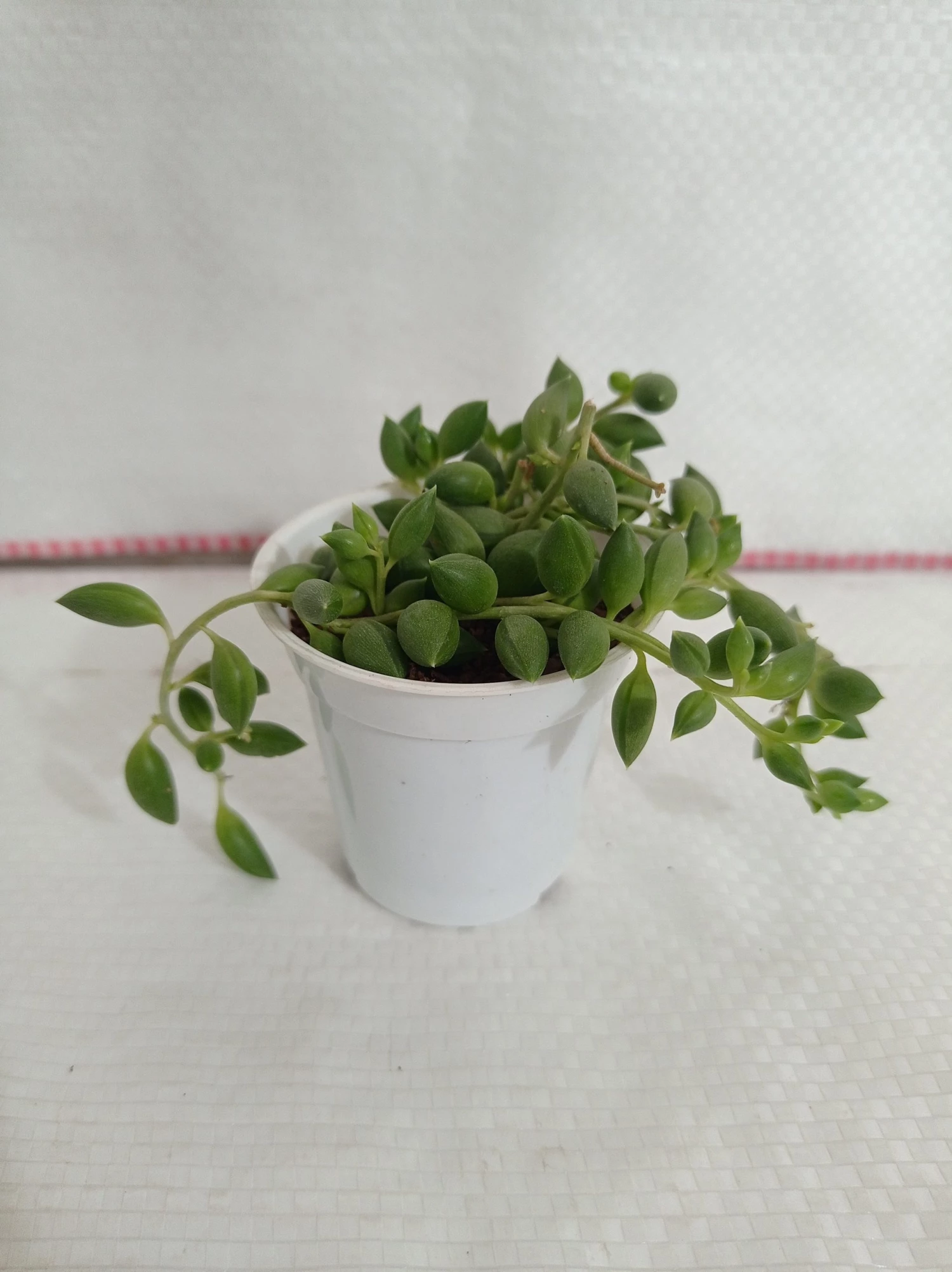 CGASPL Plants String Of Tears (Senecio Herreianus) Small Succulent Plant 6 CGASPL Plants String Of Tears (Senecio Herreianus) Small Succulent Plant