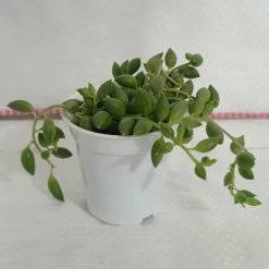 CGASPL Plants String Of Tears (Senecio Herreianus) Small Succulent Plant 8 CGASPL Plants String Of Tears (Senecio Herreianus) Small Succulent Plant