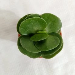 CGASPL Portulaca Molokiniensis Small Succulent Plant Plants