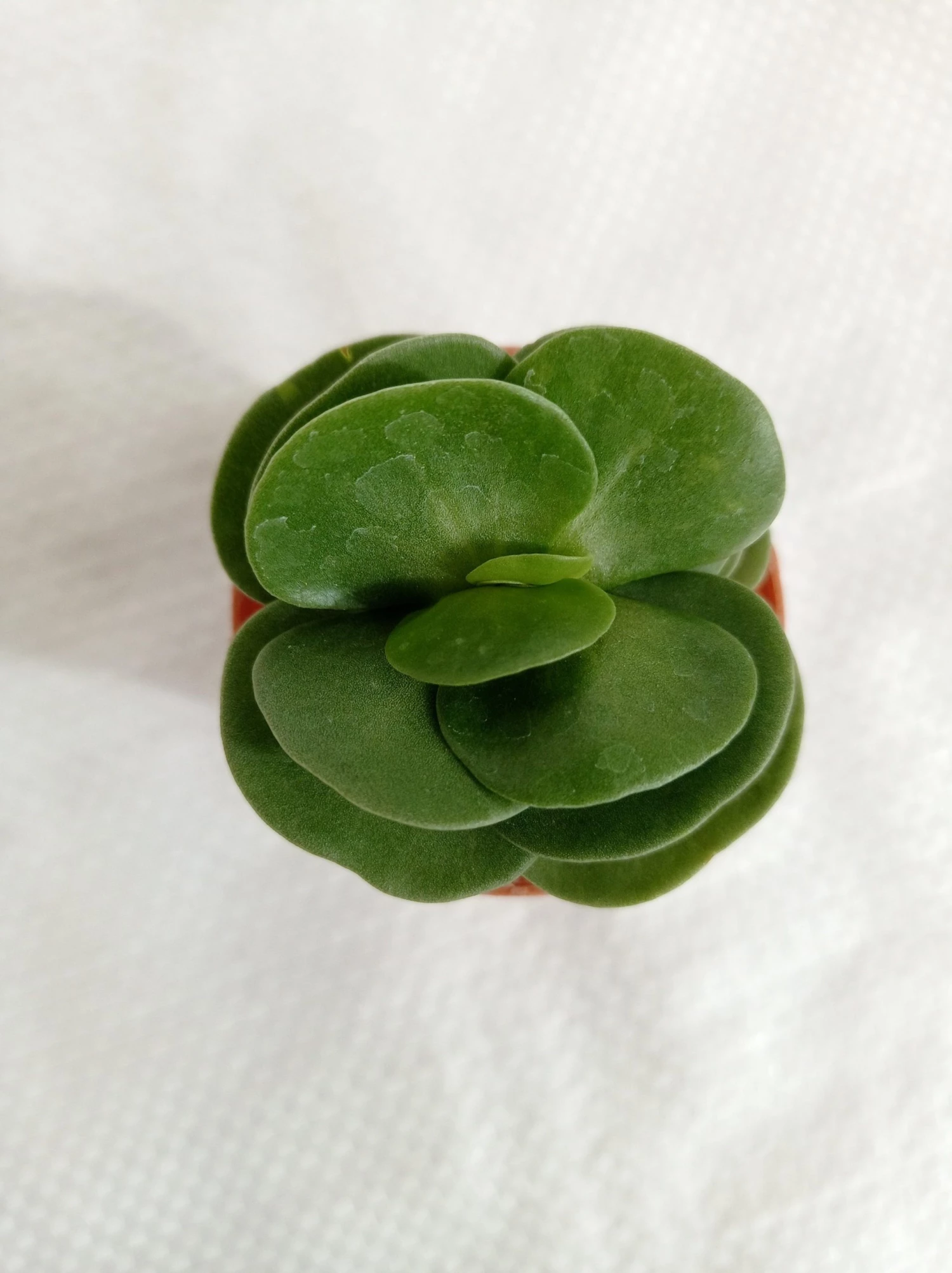 CGASPL Portulaca Molokiniensis Small Succulent Plant Plants 4 CGASPL Portulaca Molokiniensis Small Succulent Plant Plants