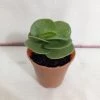 CGASPL Portulaca Molokiniensis Small Succulent Plant Plants 1 CGASPL Portulaca Molokiniensis Small Succulent Plant Plants