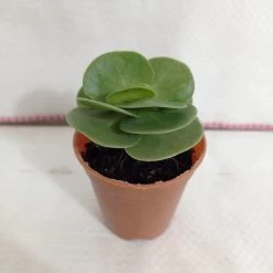 CGASPL Portulaca Molokiniensis Small Succulent Plant Plants
