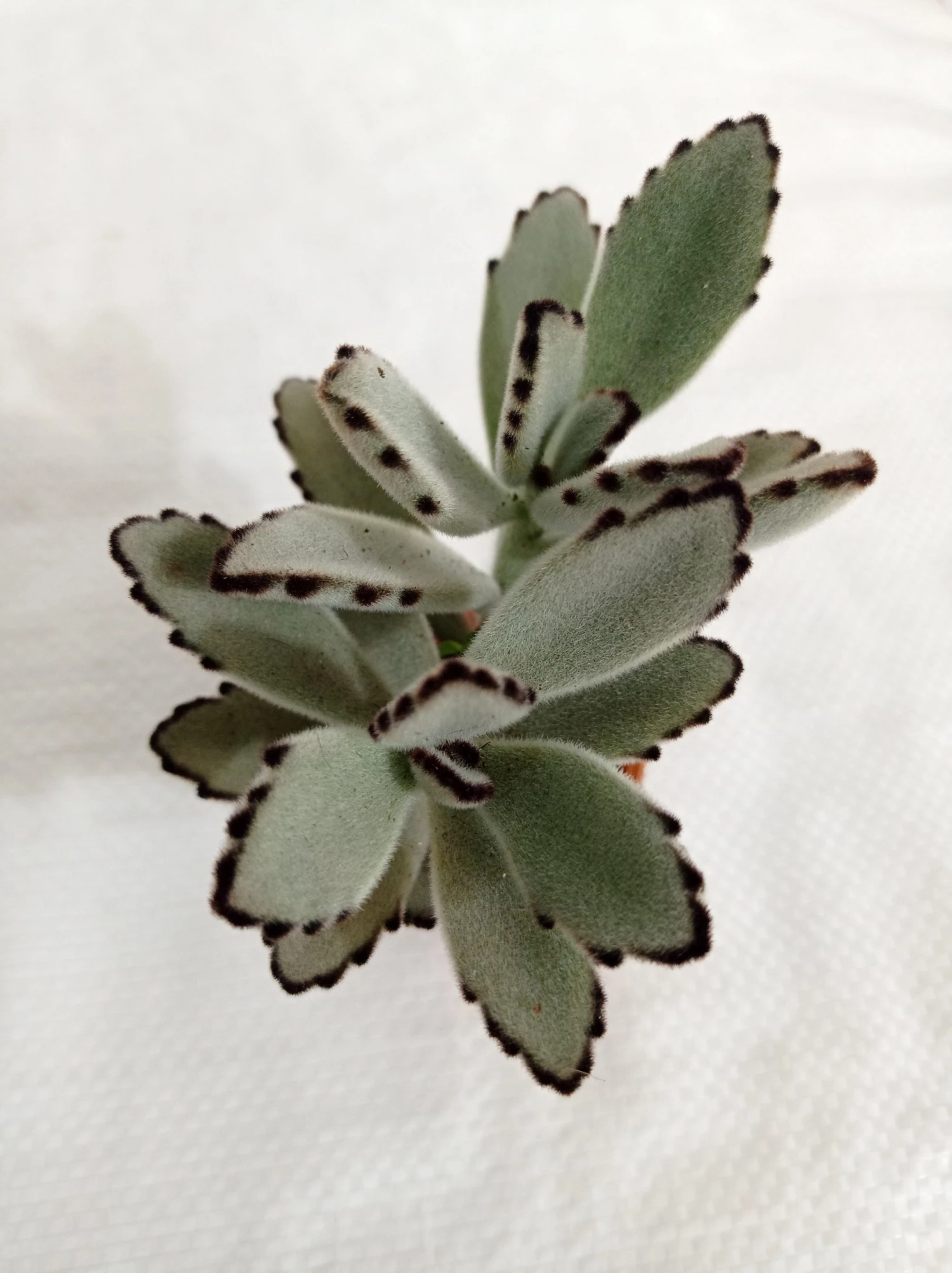 CGASPL Kalanchoe Tomentosa Gray (Panda Plant, Pussy Ears) Small Succulent Plant 5 CGASPL Kalanchoe Tomentosa Gray (Panda Plant, Pussy Ears) Small Succulent Plant