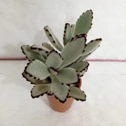 CGASPL Kalanchoe Tomentosa Gray (Panda Plant, Pussy Ears) Small Succulent Plant