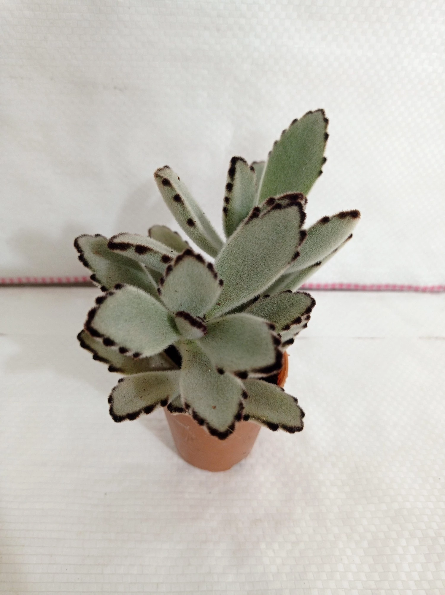 CGASPL Kalanchoe Tomentosa Gray (Panda Plant, Pussy Ears) Small Succulent Plant 4 CGASPL Kalanchoe Tomentosa Gray (Panda Plant, Pussy Ears) Small Succulent Plant