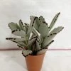 CGASPL Kalanchoe Tomentosa Gray (Panda Plant, Pussy Ears) Small Succulent Plant