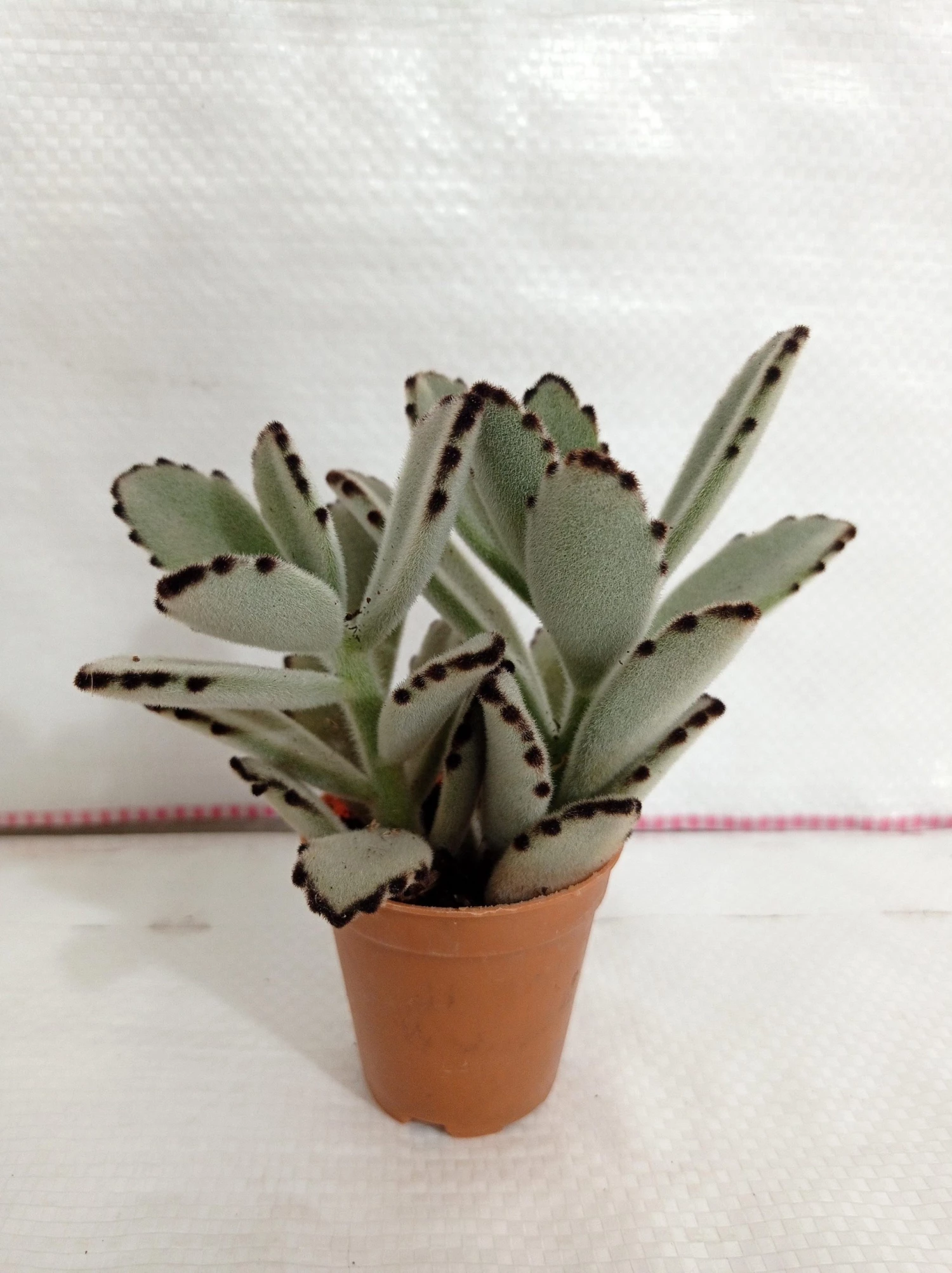 CGASPL Kalanchoe Tomentosa Gray (Panda Plant, Pussy Ears) Small Succulent Plant 3 CGASPL Kalanchoe Tomentosa Gray (Panda Plant, Pussy Ears) Small Succulent Plant