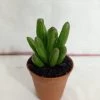 CGASPL Plants Crassula Ovata 'Gollum' Jade Small Succulent Plant