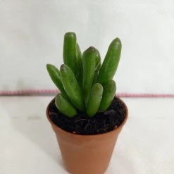 CGASPL Plants Crassula Ovata 'Gollum' Jade Small Succulent Plant