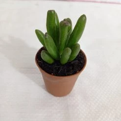 CGASPL Plants Crassula Ovata 'Gollum' Jade Small Succulent Plant