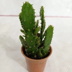 CGASPL Opuntia Ficus Indica Small Cactus Plant
