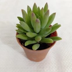 CGASPL Sedeveria 'Harry Butterfield' (Super Donkey Tail) Small Succulent Plant Plants