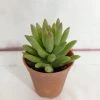 CGASPL Sedeveria 'Harry Butterfield' (Super Donkey Tail) Small Succulent Plant Plants