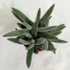 CGASPL Crassula Mesembryanthemoides Hybrid Small Succulent Plant