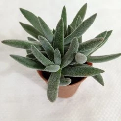 CGASPL Crassula Mesembryanthemoides Hybrid Small Succulent Plant