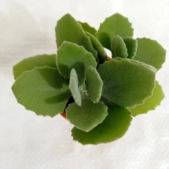 CGASPL Kalanchoe Millotii Small Succulent Plant